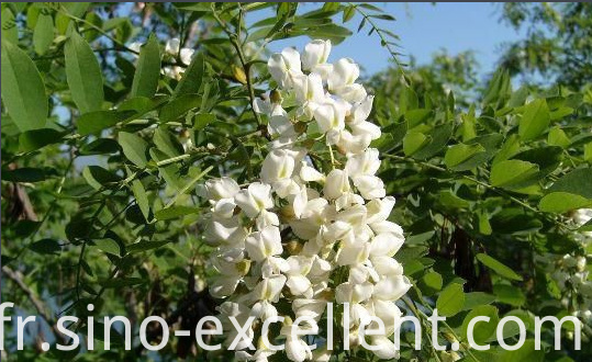 Sophora japonica bouton de fleur Sophora japonica flower bud